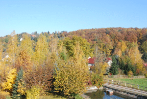 Foto Waldblick
